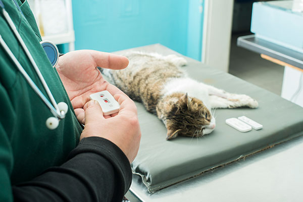 Radiografia a clínica veterinaria sant celoni