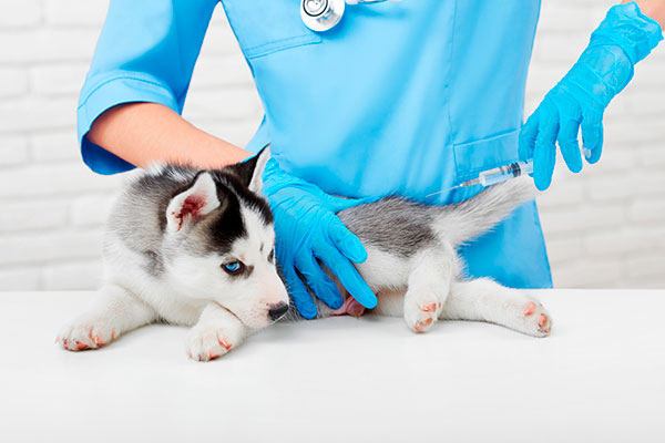 Vacunació a clínica veterinaria sant celoni